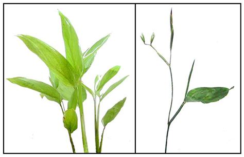 Araro / Arrowroot / Maranta arundinacea: Philippine Alternative .